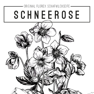 Schneerose